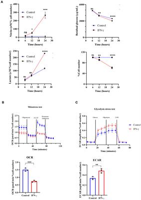 IFN-γ lowers tumor growth by increasing glycolysis and lactate production in a nitric oxide-dependent manner: implications for cancer immunotherapy